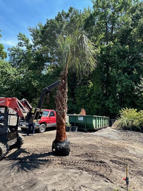 Full-size palm tree being lifted into place during a palm tree installation in the Grand Strand