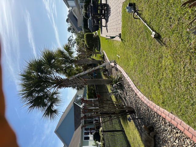 Ladder set against a palm tree mid-trim in a backyard landscape bed