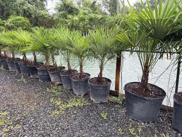 Rows of potted palm trees sourced from the nursery for Grand Strand installs