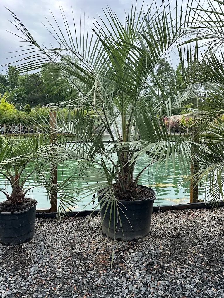 Potted ornamental palm trees ready for a Grand Strand landscape install