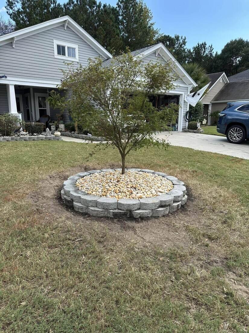 Newly installed sod ring with stone border around a young tree